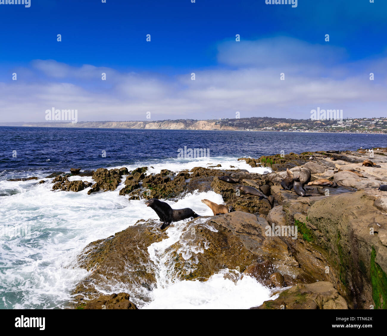 Les Lions de mer, La Jolla, Californie, Sandiego Banque D'Images