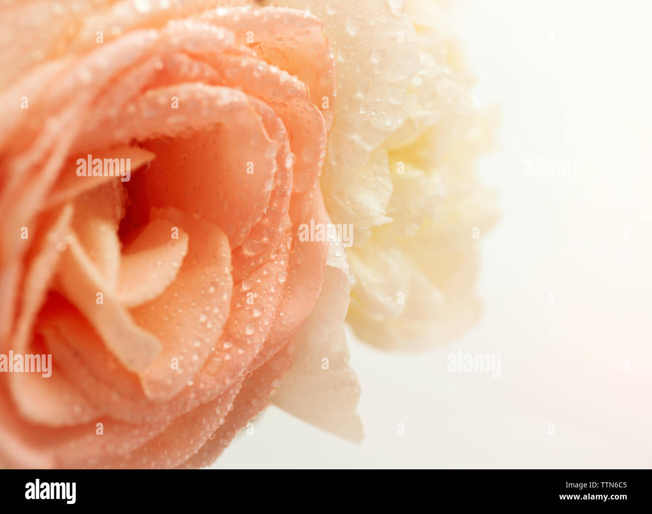 Rose rose avec des gouttes d'eau, Close up Banque D'Images