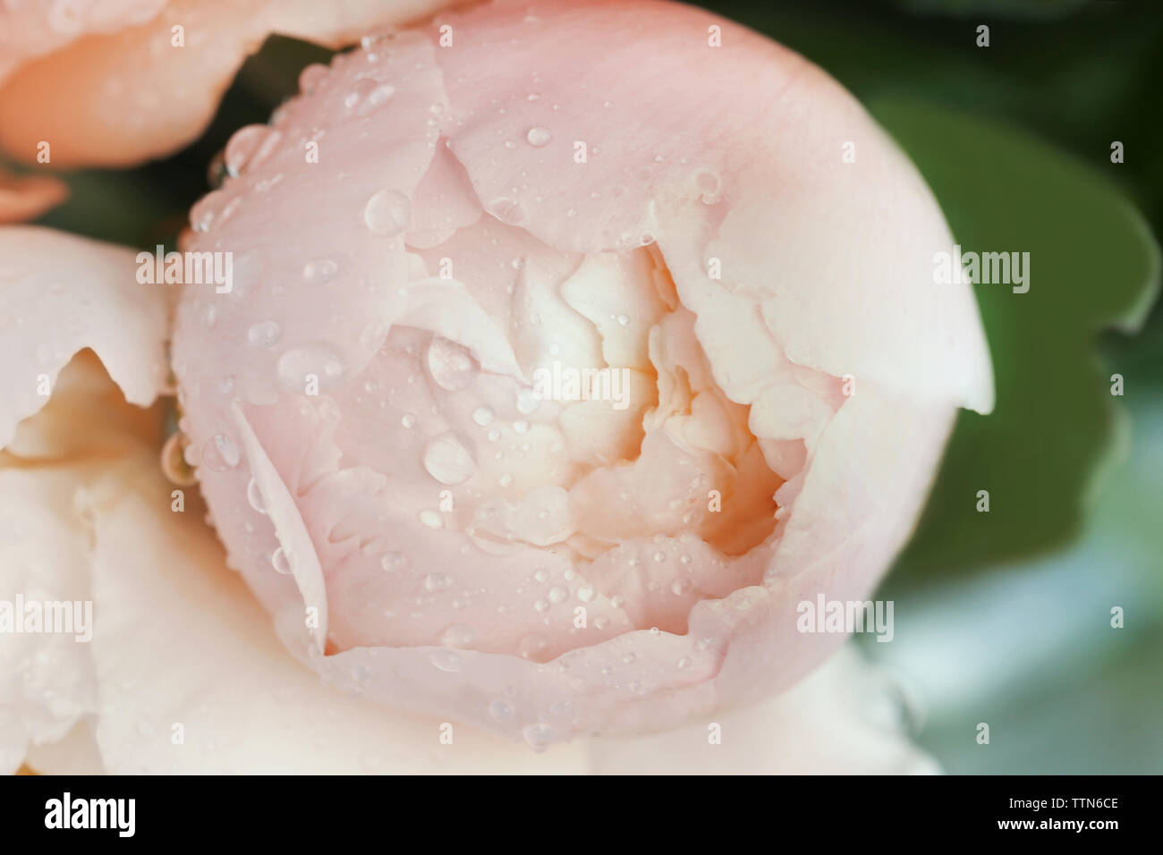 Pivoine rose avec des gouttes d'eau, Close up Banque D'Images