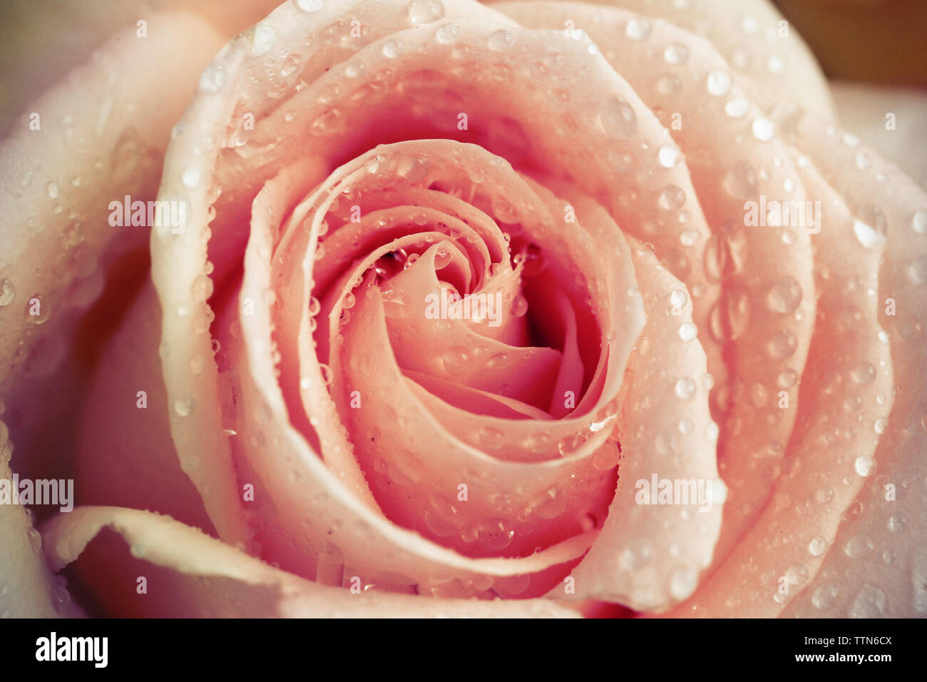 Rose rose avec des gouttes d'eau, Close up Banque D'Images