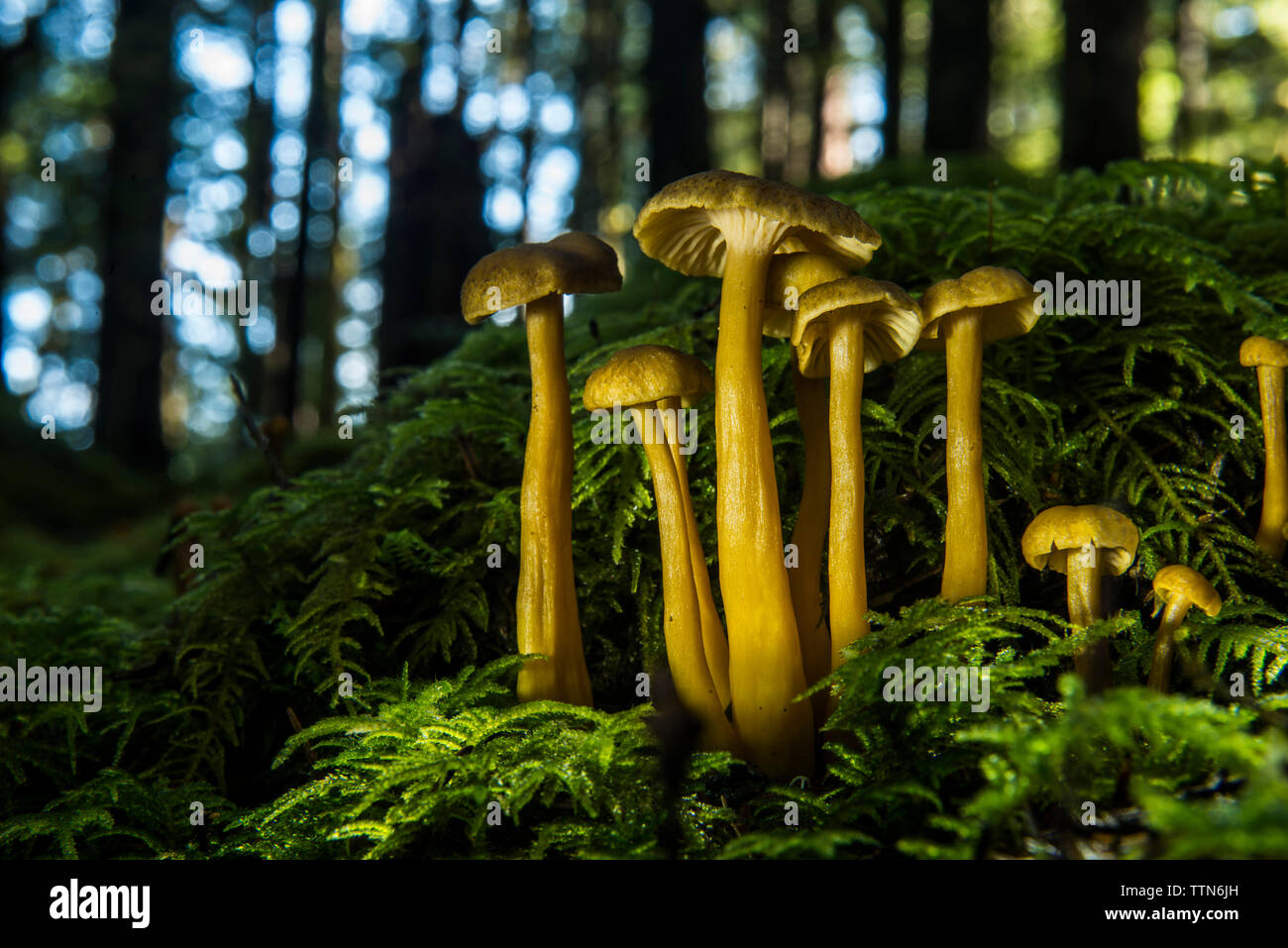 Close-up de plus en plus de champignons dans la forêt Banque D'Images