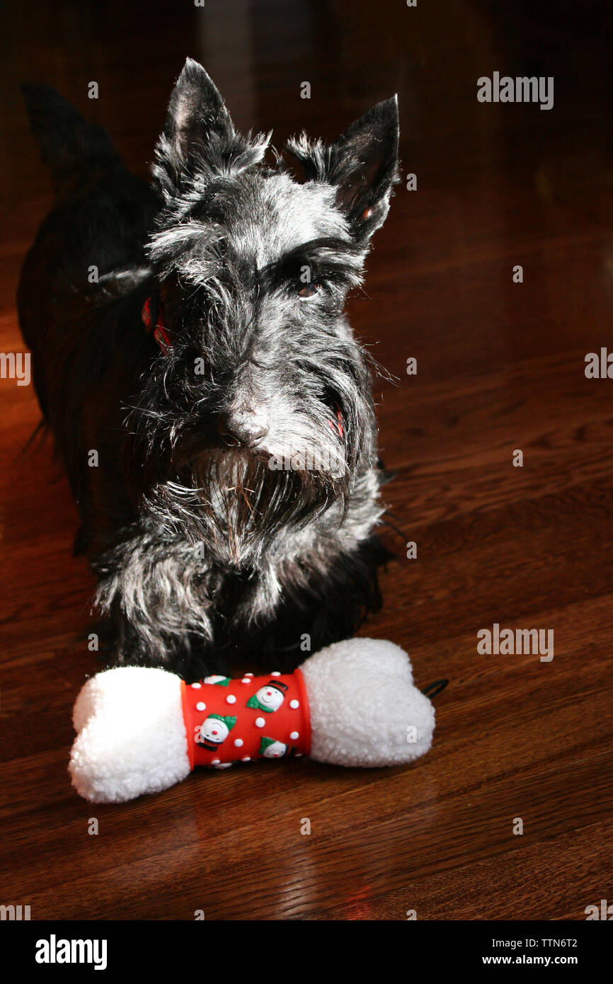Scottish Terrier Noir debout sur le plancher avec un thème de Noël jouet chien en face d'elle Banque D'Images Scottish Terrier Noir debout sur le plancher avec un thème de Noël jouet chien en face d'elle Banque D'Images
