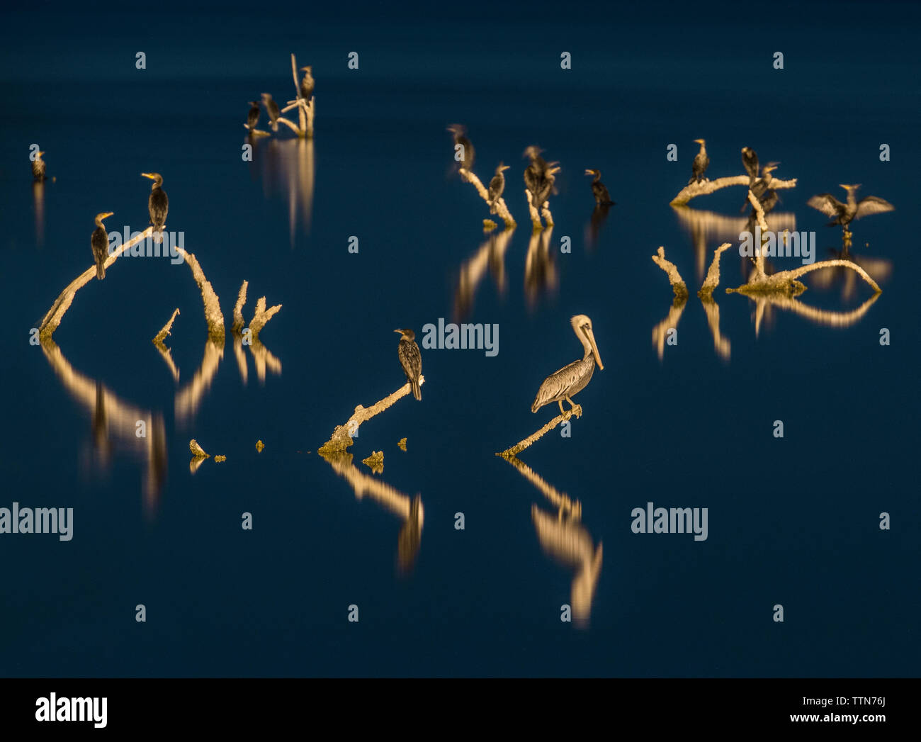 Pélicans et aigrettes percher sur le bois à la mer de Salton pendant la nuit Banque D'Images