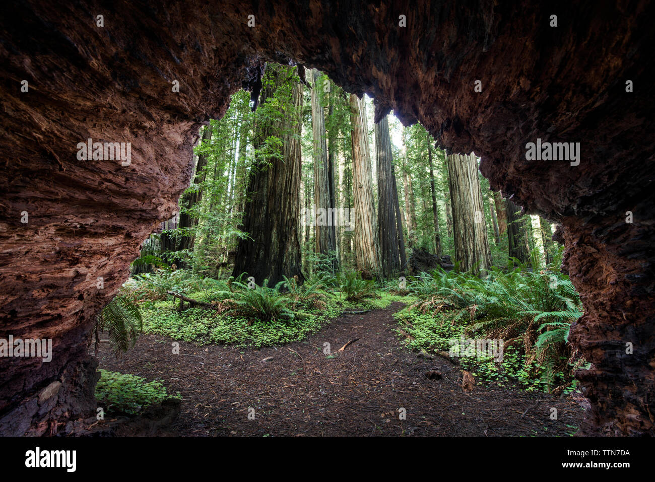 Vu à travers les arbres grotte à Jedediah Smith Redwoods State Park Banque D'Images