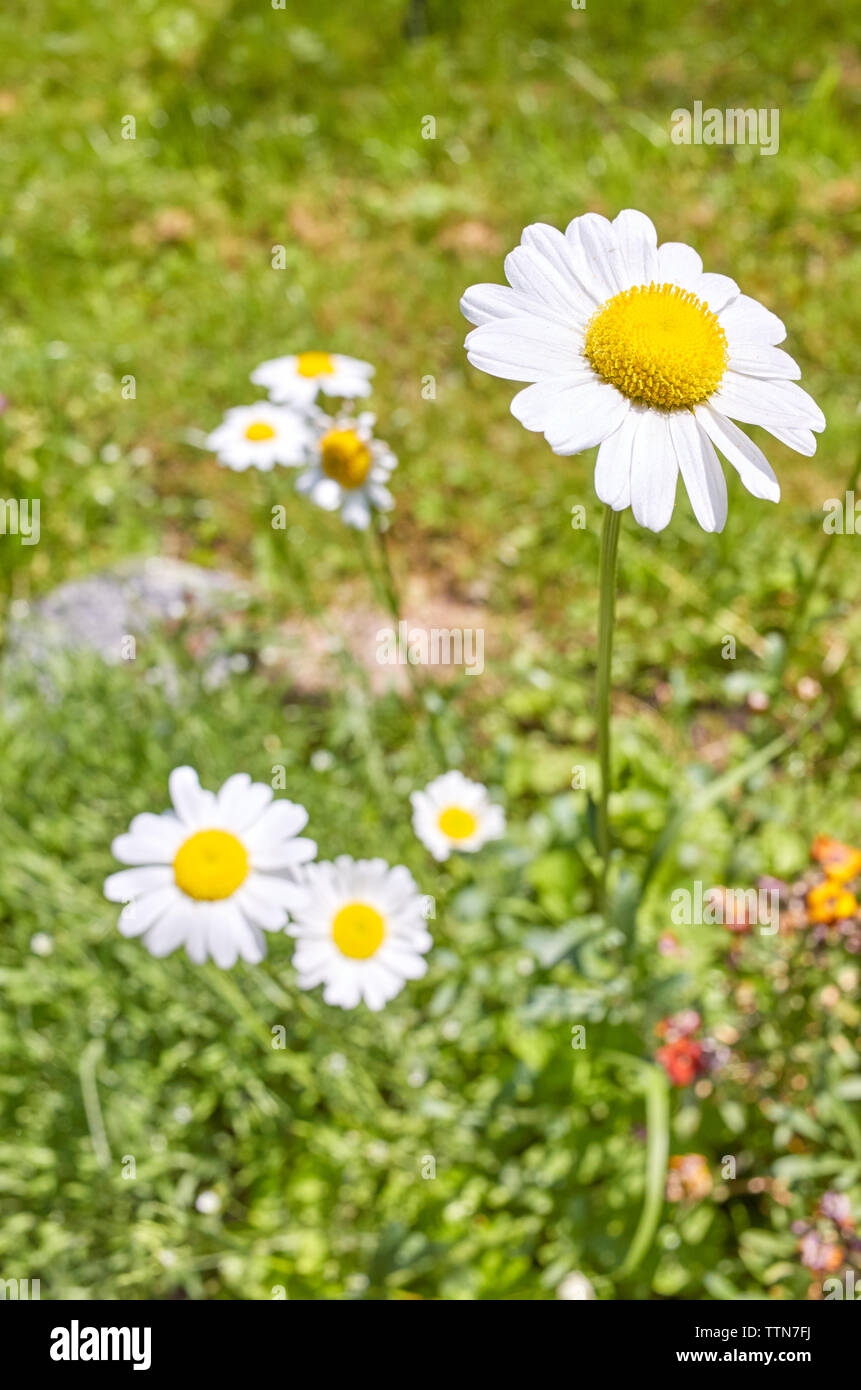 Close up photo de Oxeye daisy flower (Leucanthemum vulgare), selective focus. Banque D'Images