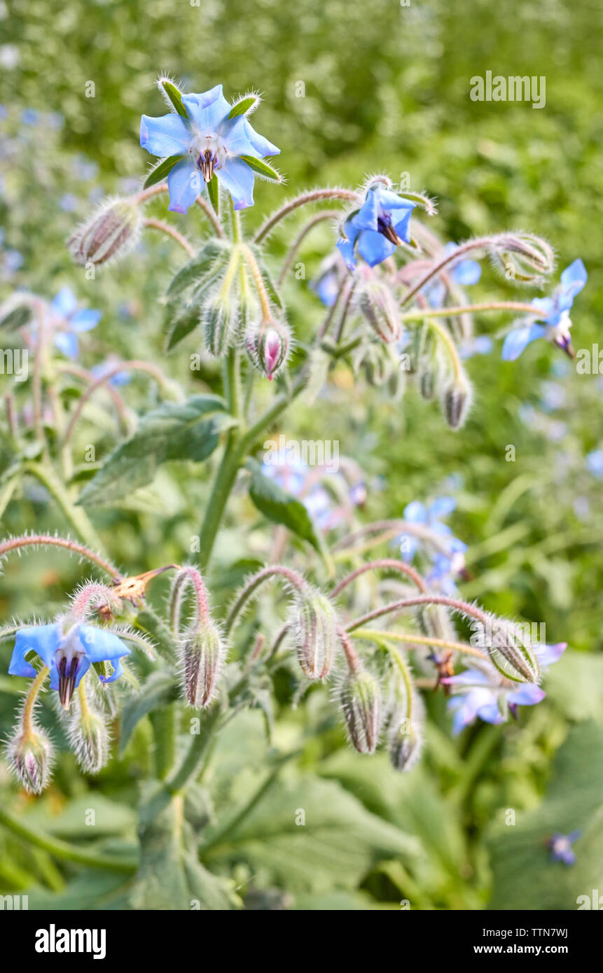 Close up photo de fleurs de bourrache (Borago officinalis), selective focus. Banque D'Images