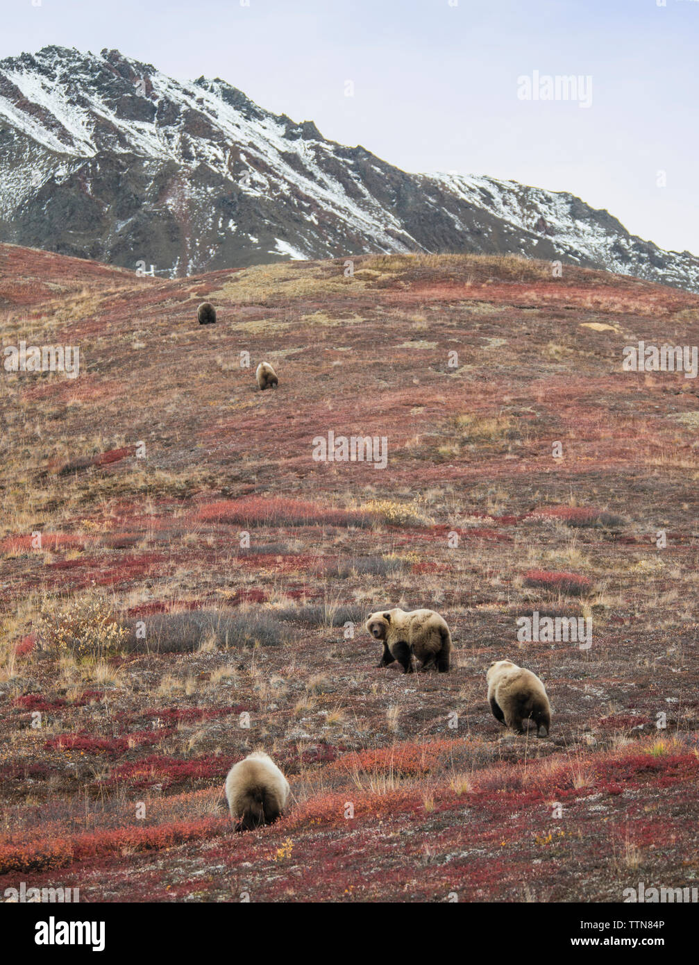 Porte marche sur terrain au Parc National Denali et préserver contre le ciel Banque D'Images Porte marche sur terrain au Parc National Denali et préserver contre le ciel Banque D'Images