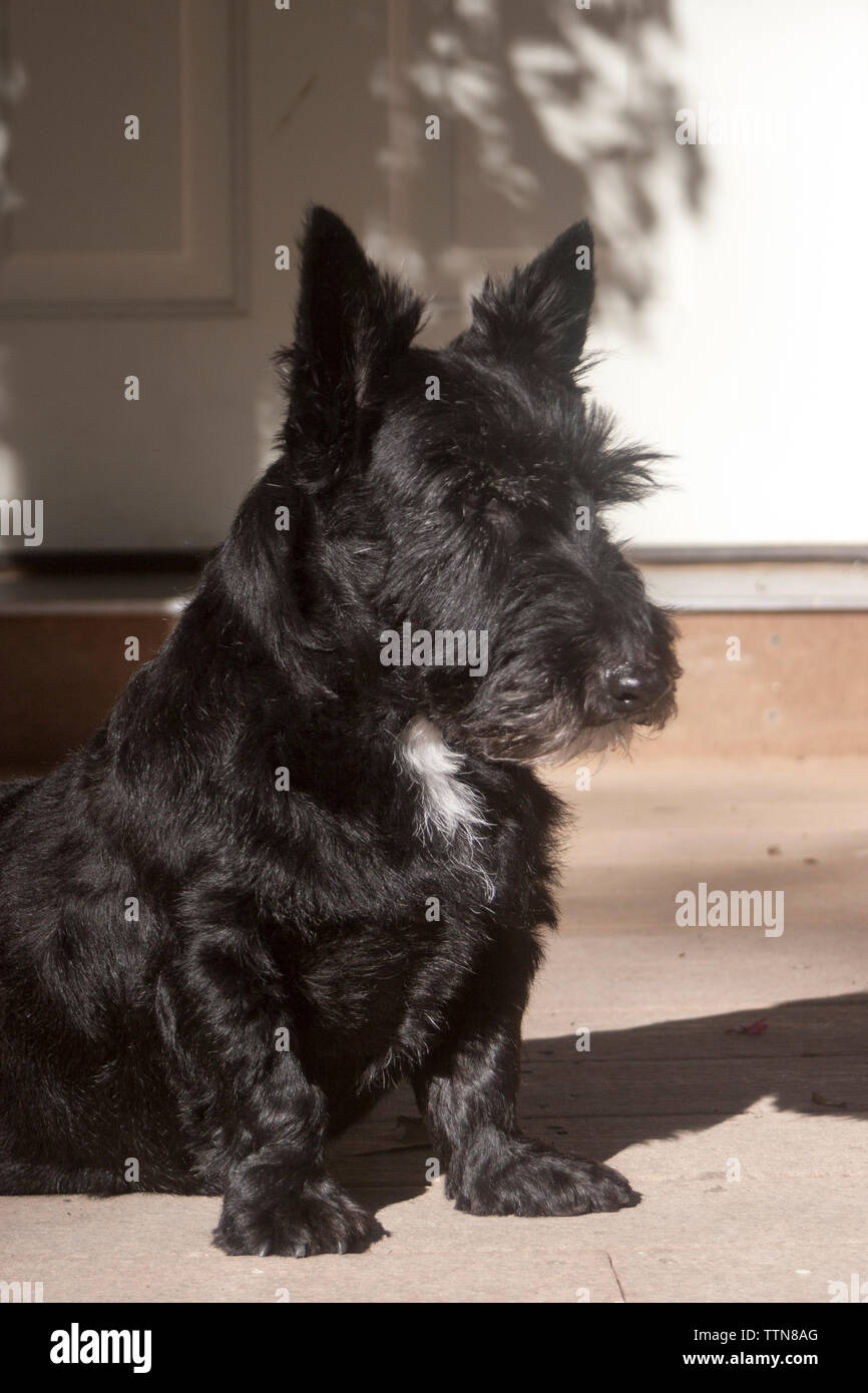 Chien adulte noir féminin écossais Terrier (Scottie) assis sur le porche avant regardant tout droit devant Banque D'Images Chien adulte noir féminin écossais Terrier (Scottie) assis sur le porche avant regardant tout droit devant Banque D'Images