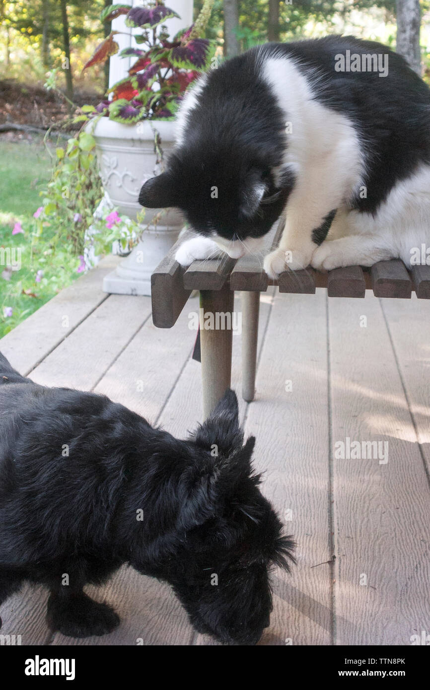 Chat noir et blanc assis sur la table de porche curieusement regardant vers le bas un chien écossais Terrier noir (Scottie) Banque D'Images Chat noir et blanc assis sur la table de porche curieusement regardant vers le bas un chien écossais Terrier noir (Scottie) Banque D'Images