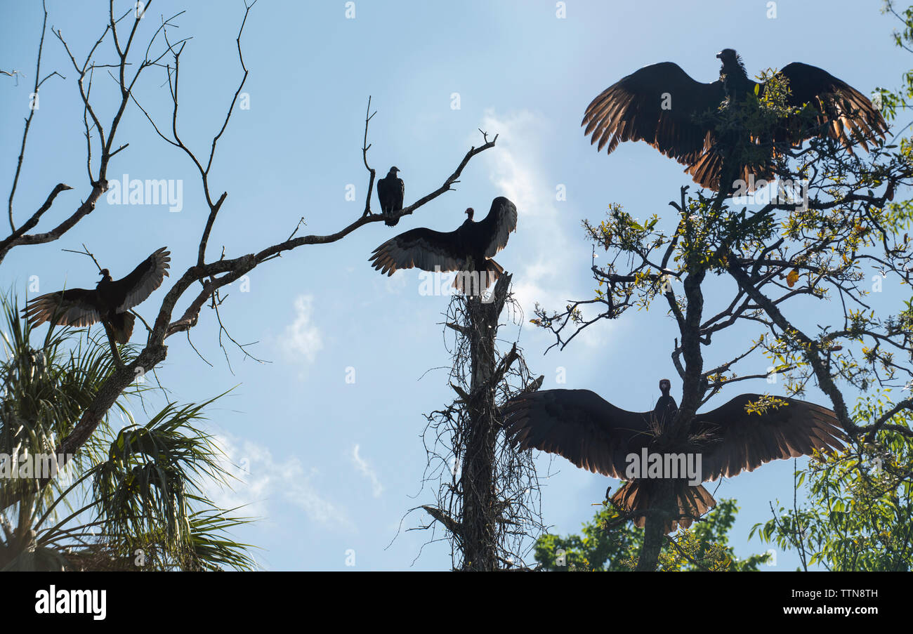 Low angle view of vultures se percher sur les branches dans la forêt contre ciel à Chassahowitzka Wildlife Reserve Wildlife Refuge Banque D'Images Low angle view of vultures se percher sur les branches dans la forêt contre ciel à Chassahowitzka Wildlife Reserve Wildlife Refuge Banque D'Images