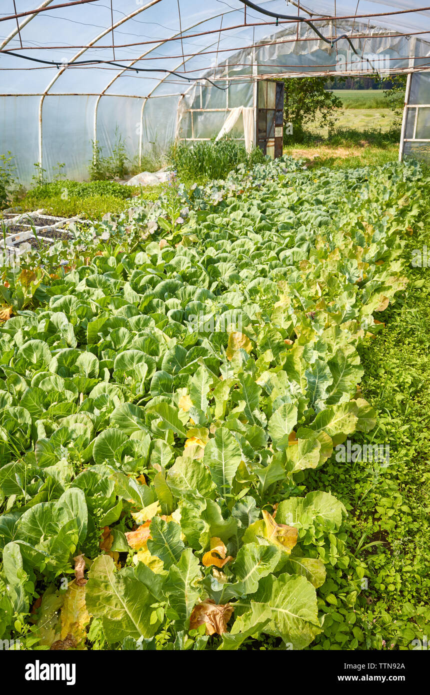 L'intérieur d'une vieille serre avec des légumes bio. Banque D'Images