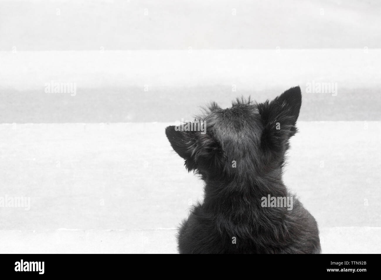 Femelle adulte black Scottish Terrier (Scottie) chien assis sur les marches à l'opposé de l'appareil photo et en voyant le quartier Banque D'Images Femelle adulte black Scottish Terrier (Scottie) chien assis sur les marches à l'opposé de l'appareil photo et en voyant le quartier Banque D'Images
