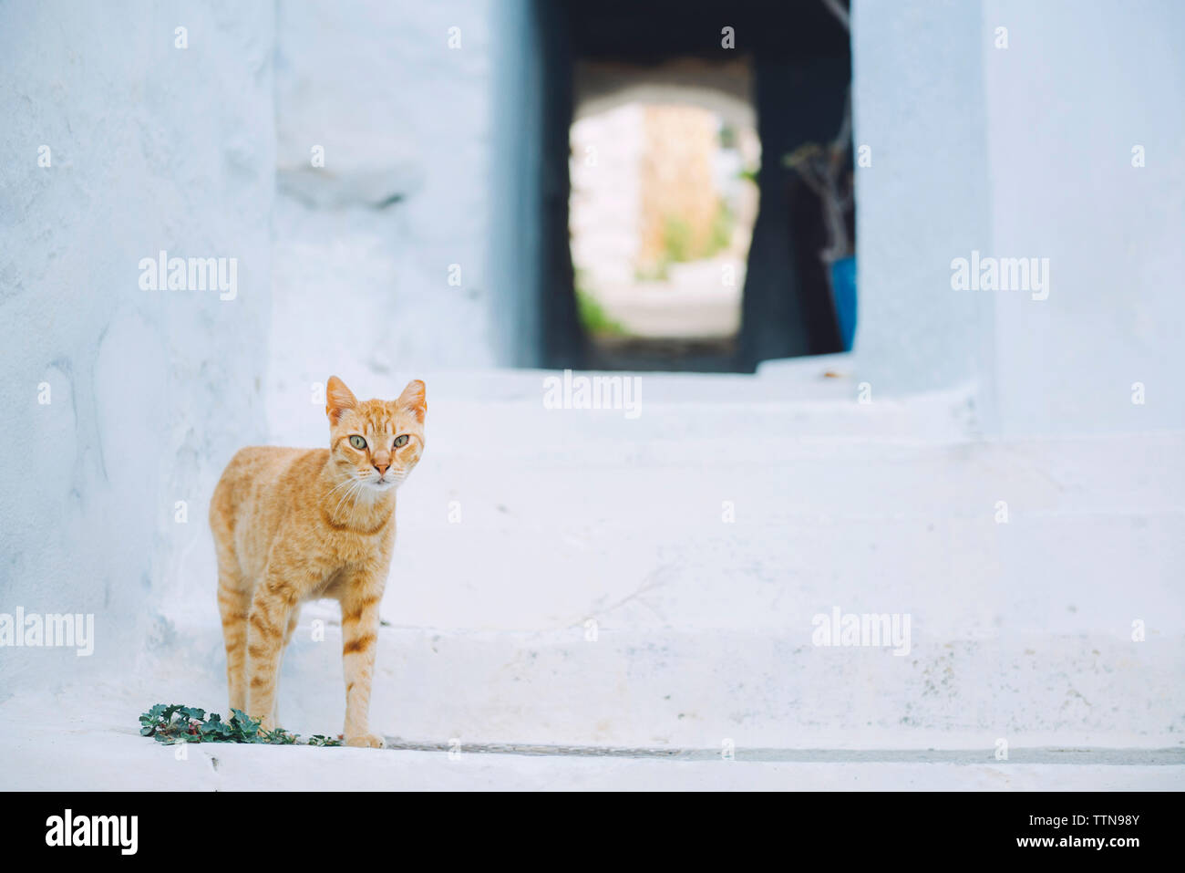 Portrait de chat gingembre blanc par étapes Banque D'Images