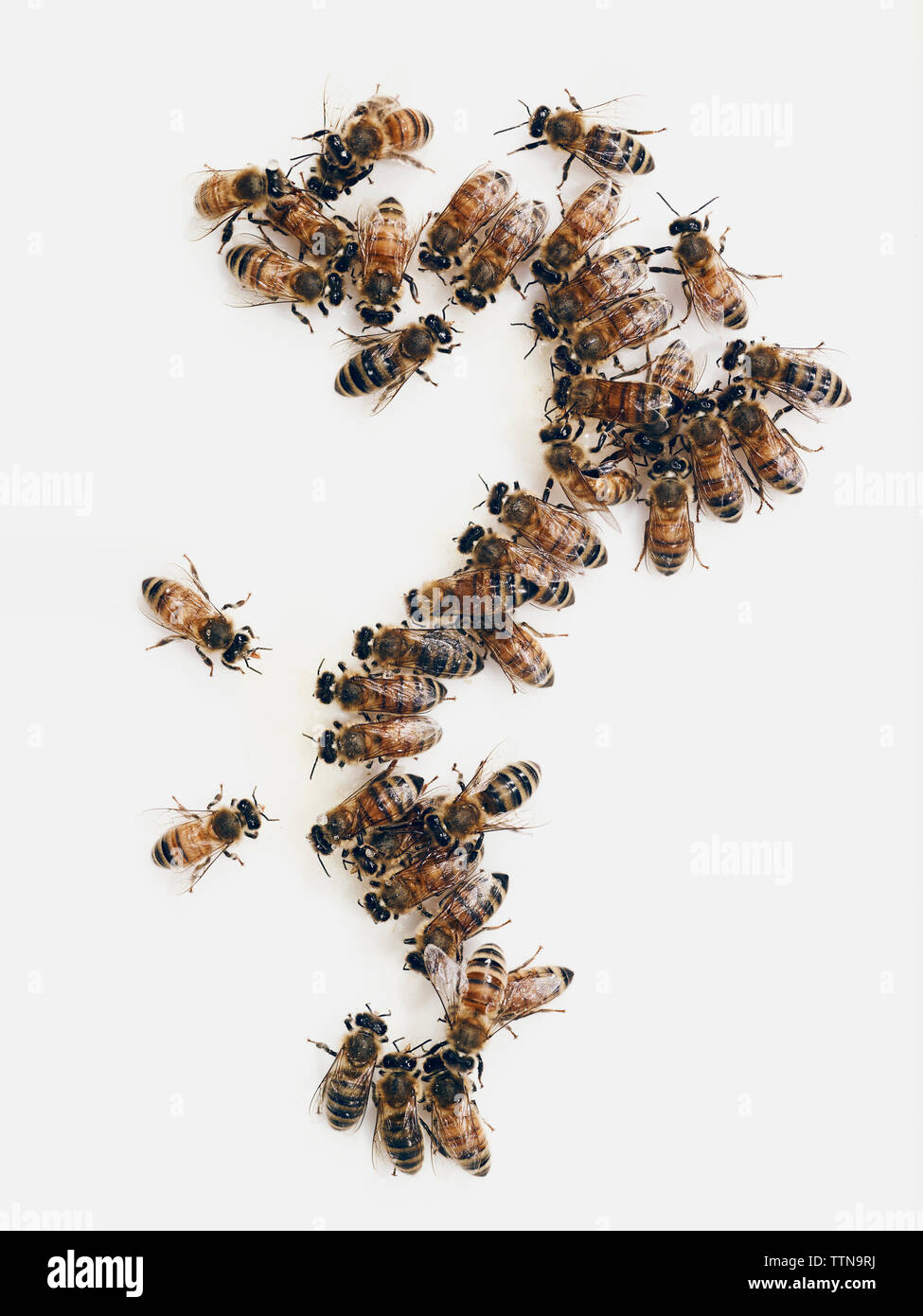 Les abeilles du miel sur fond blanc Banque D'Images