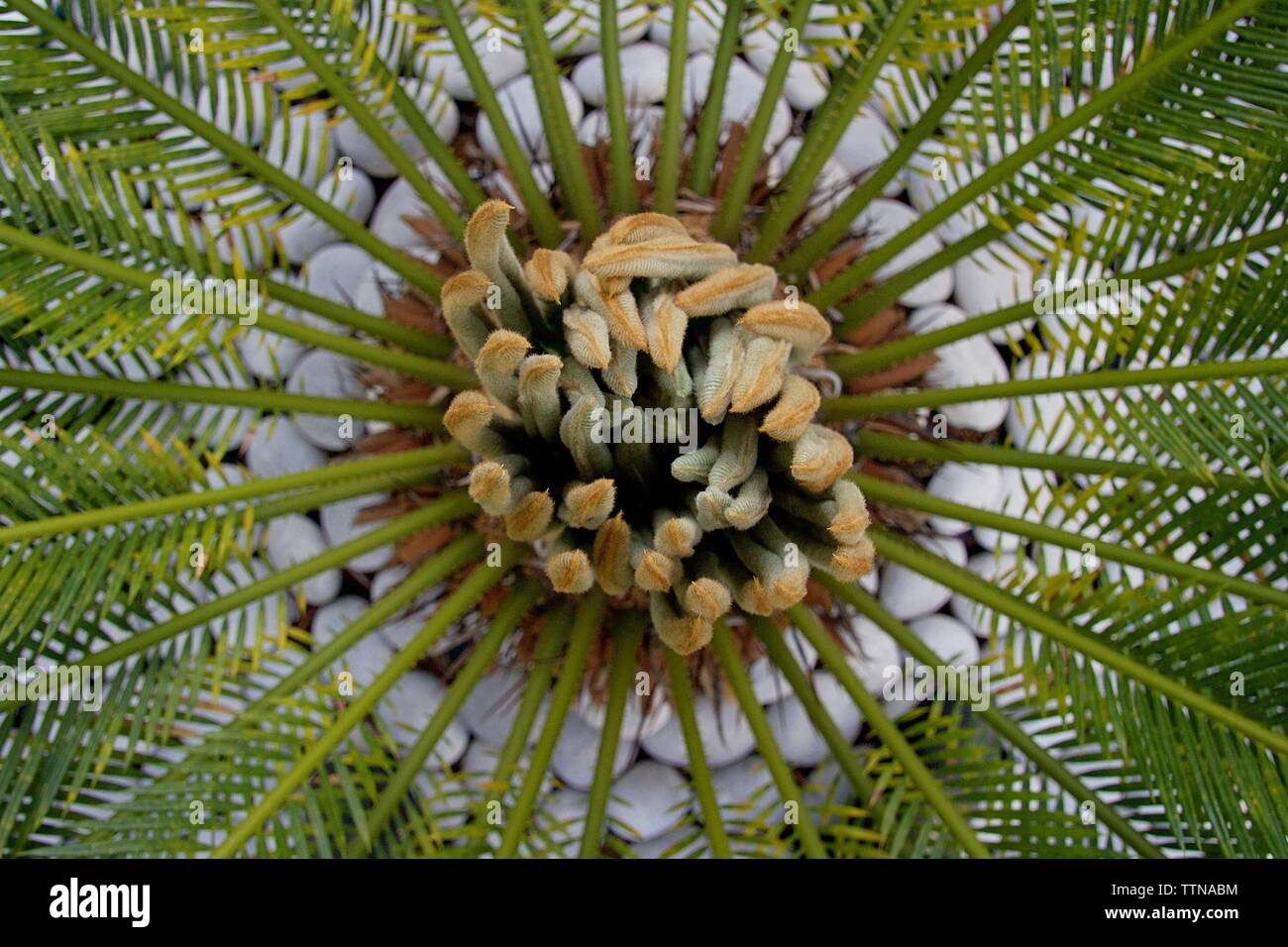 Cycas revoluta plant. Close up Vue de dessus des nouvelles feuilles de Cycas revoluta plant. Arrière-plan flou de branches et de cailloux blancs dans un jardin Banque D'Images