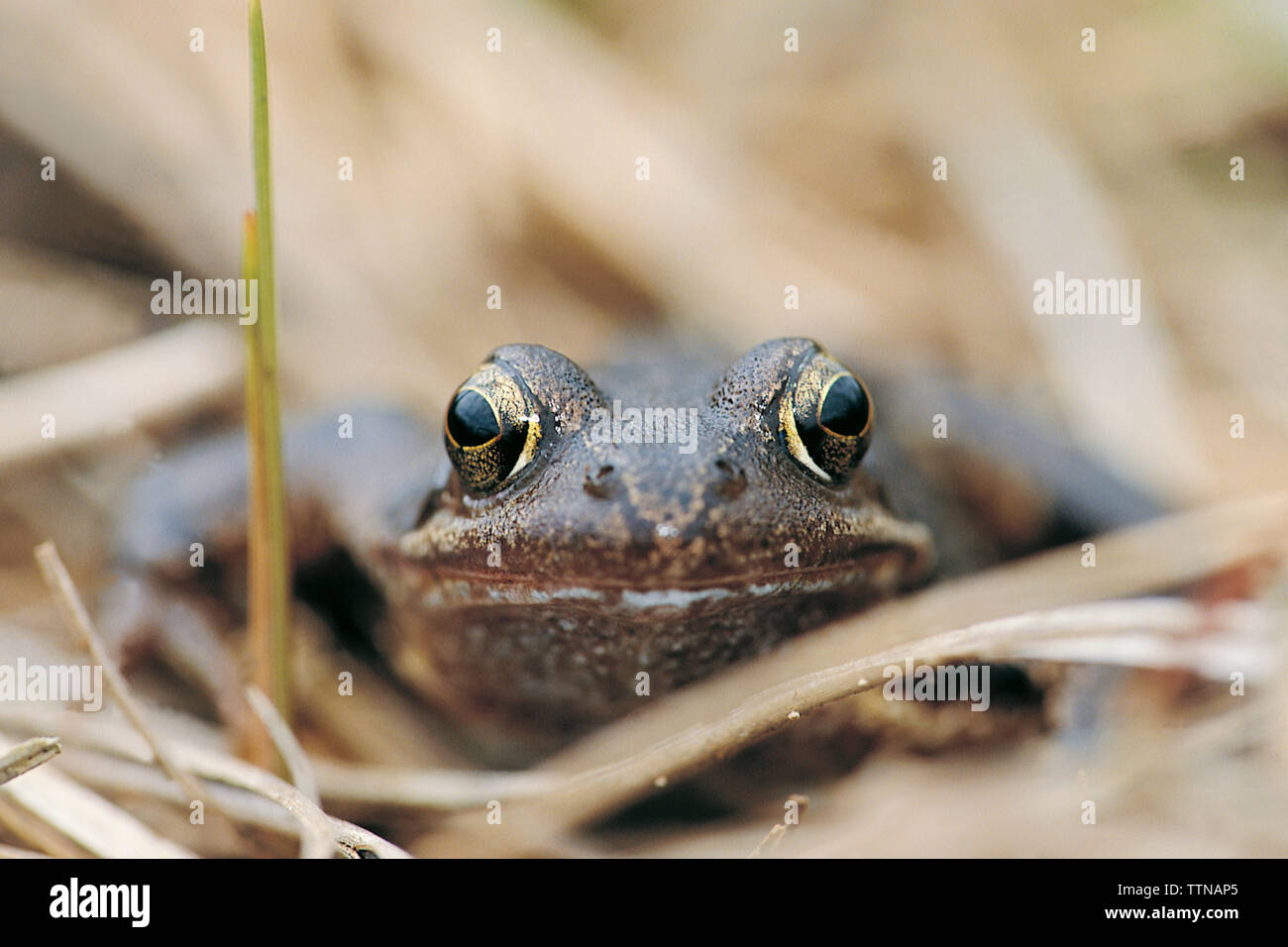 Grenouille commune [Rana temporaria] sur marais. En dehors de la saison de fraye, on trouve des grenouilles dans les marais, les terres humides et les jardins. Banque D'Images