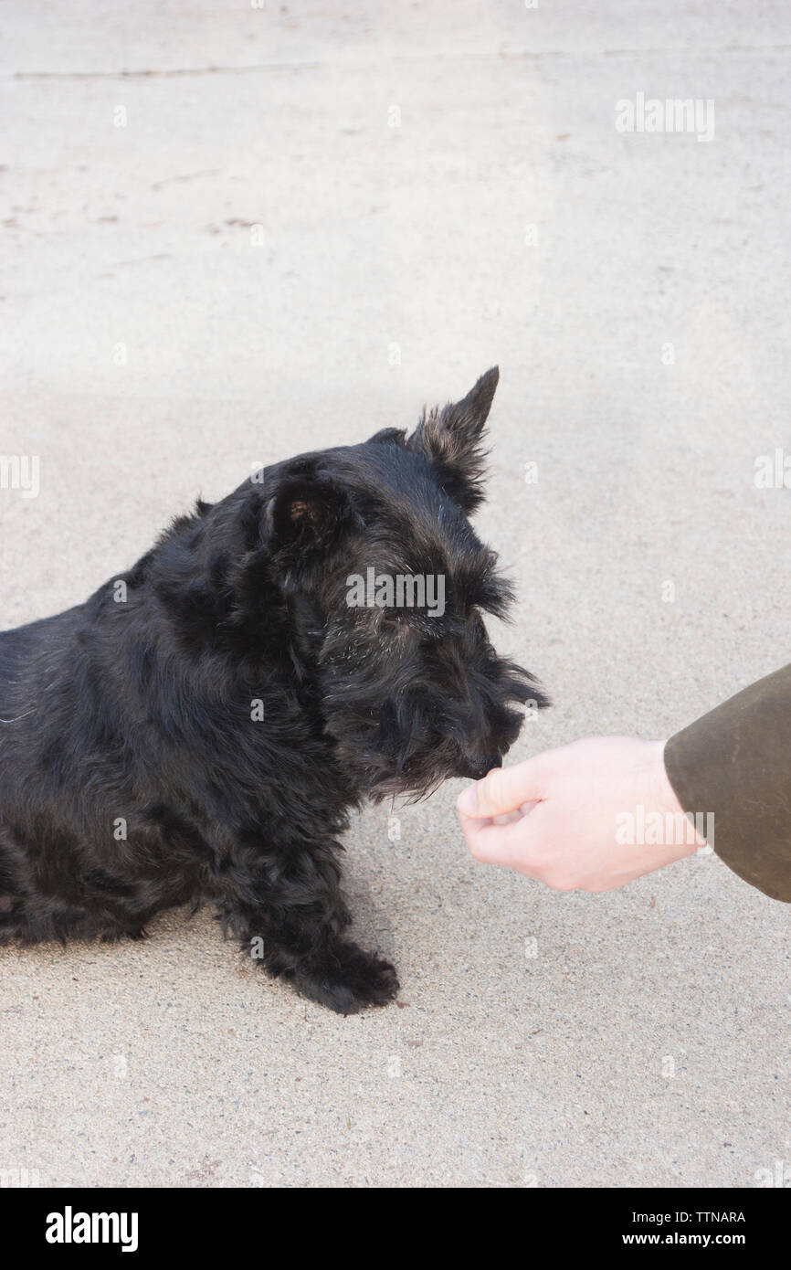 Chien noir écossais Terrier (Scottie) assis sur le pavé et regardant un traitement dans la main du propriétaire masculin Banque D'Images