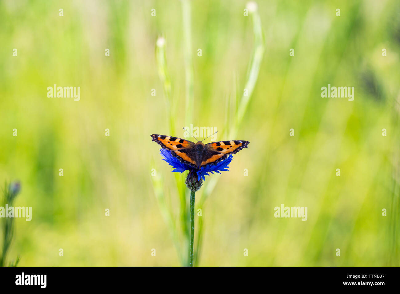 Une belle écaille de papillon sur une fleur de lys au début de l'été Banque D'Images