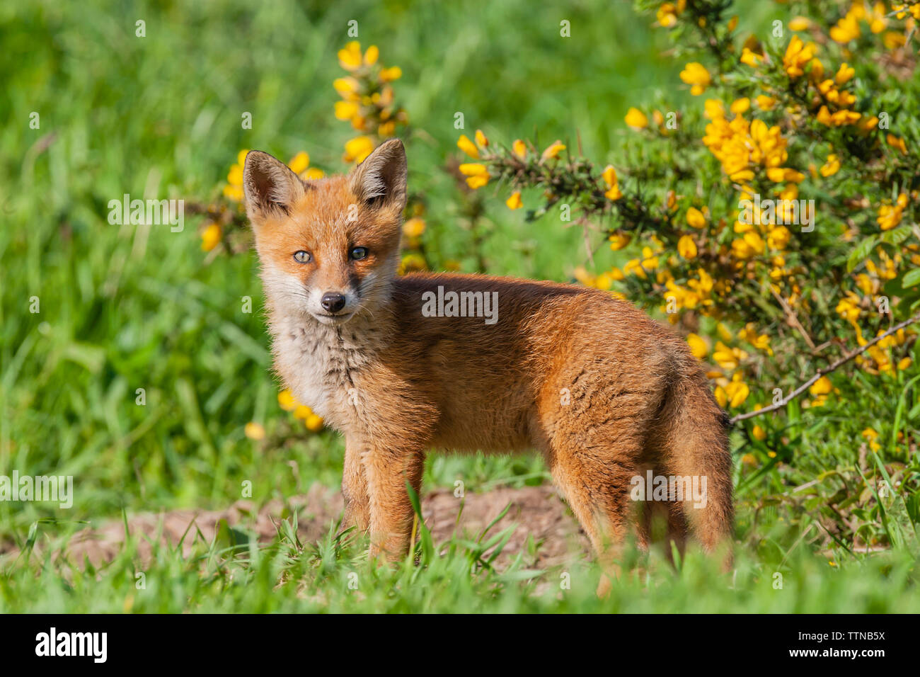 Fox cub photographié dans la campagne en Irlande. Le Fox est largement répandue en Europe et sont également connus sous le nom de Renard roux européen. Banque D'Images