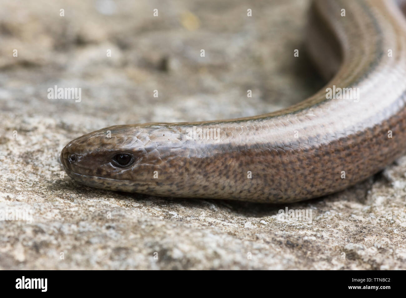 Ver-lent ou Slowworm, comté de Clare, Irlande. Le slowworm n'est pas originaire de l'Irlande, mais on pense qu'il a été introduit à partir de la Grande-Bretagne dans les années 1970. Banque D'Images