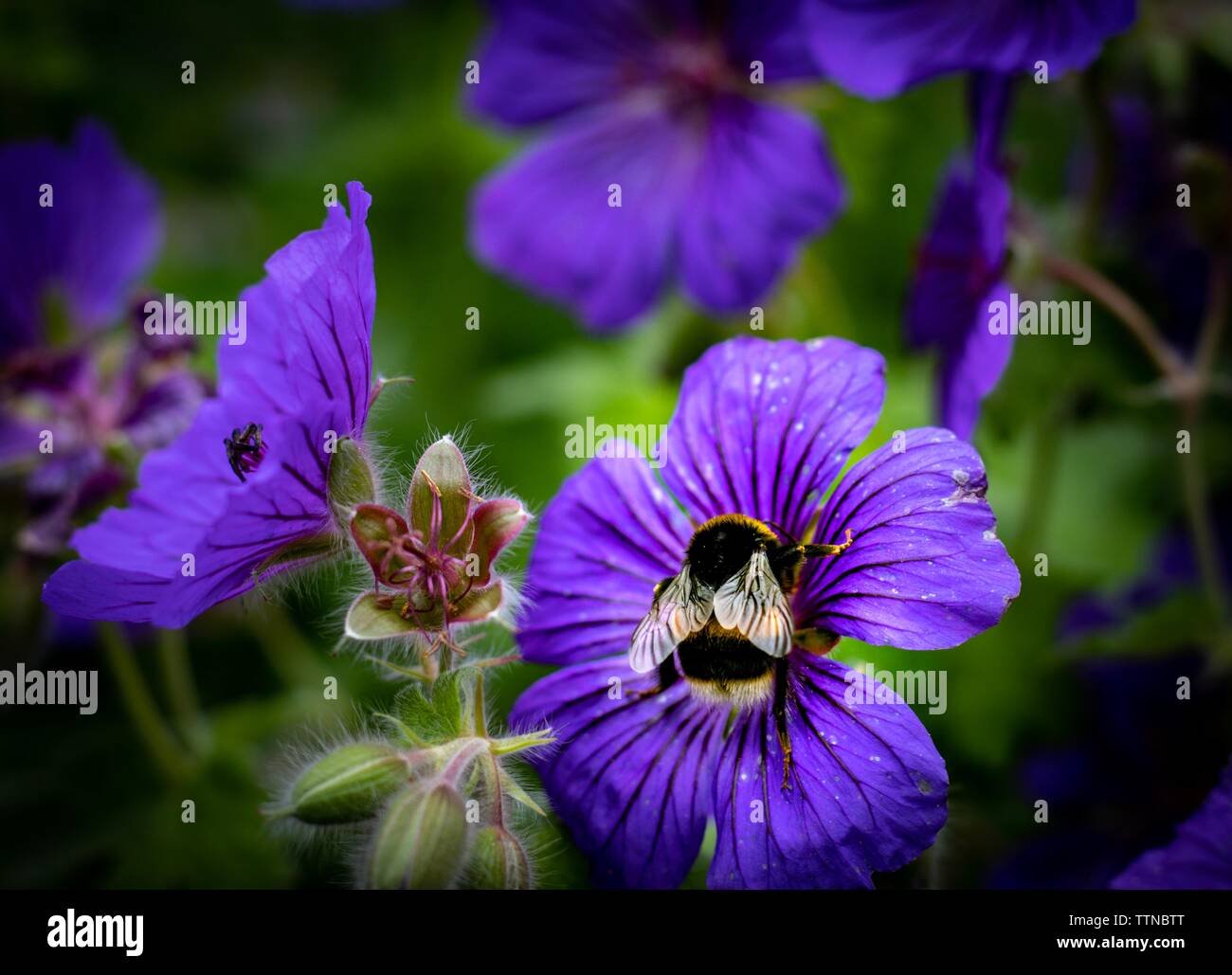 Bumblebee sur le géranium Johnson's Blue Banque D'Images