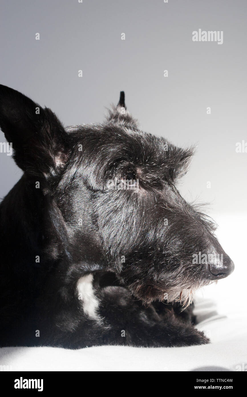 Chien écossais Terrier (Scottie) adulte noir, allongé sur un canapé blanc et à la recherche. Gros plan du côté de la tête. Banque D'Images Chien écossais Terrier (Scottie) adulte noir, allongé sur un canapé blanc et à la recherche. Gros plan du côté de la tête. Banque D'Images