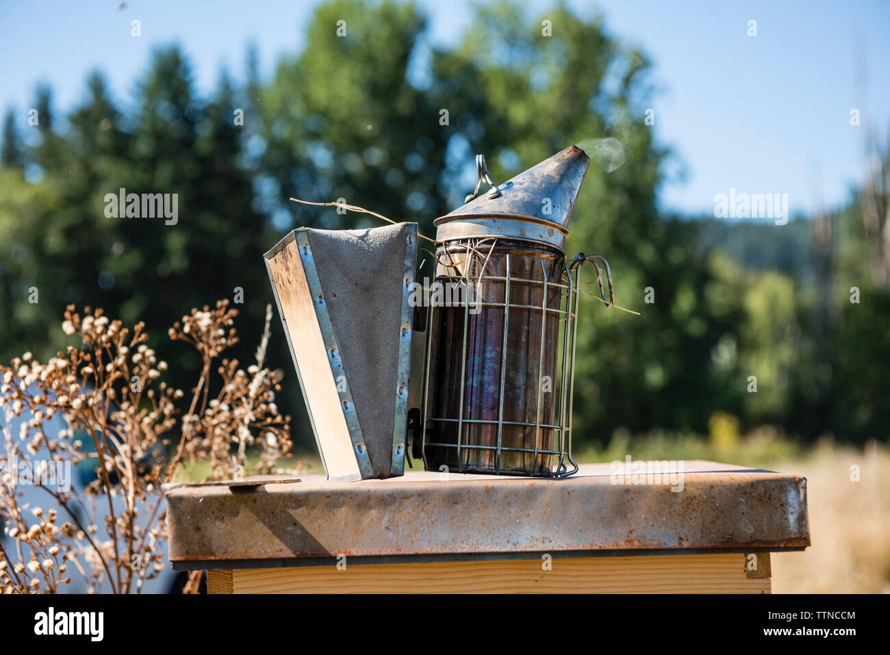 Close-up of bee métalliques dans la zone fumeur Banque D'Images