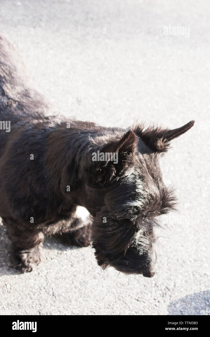 Des profils 10-ans femme black Scottish Terrier (Scottie) chien debout sur la chaussée et regarder droit devant Banque D'Images