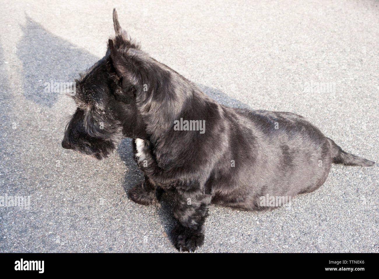 Vue de côté des profils 10-ans femme black Scottish Terrier (chien Scottie) avec une bande blanche sur la poitrine marquage assis sur la chaussée et à la bas Banque D'Images Vue de côté des profils 10-ans femme black Scottish Terrier (chien Scottie) avec une bande blanche sur la poitrine marquage assis sur la chaussée et à la bas Banque D'Images