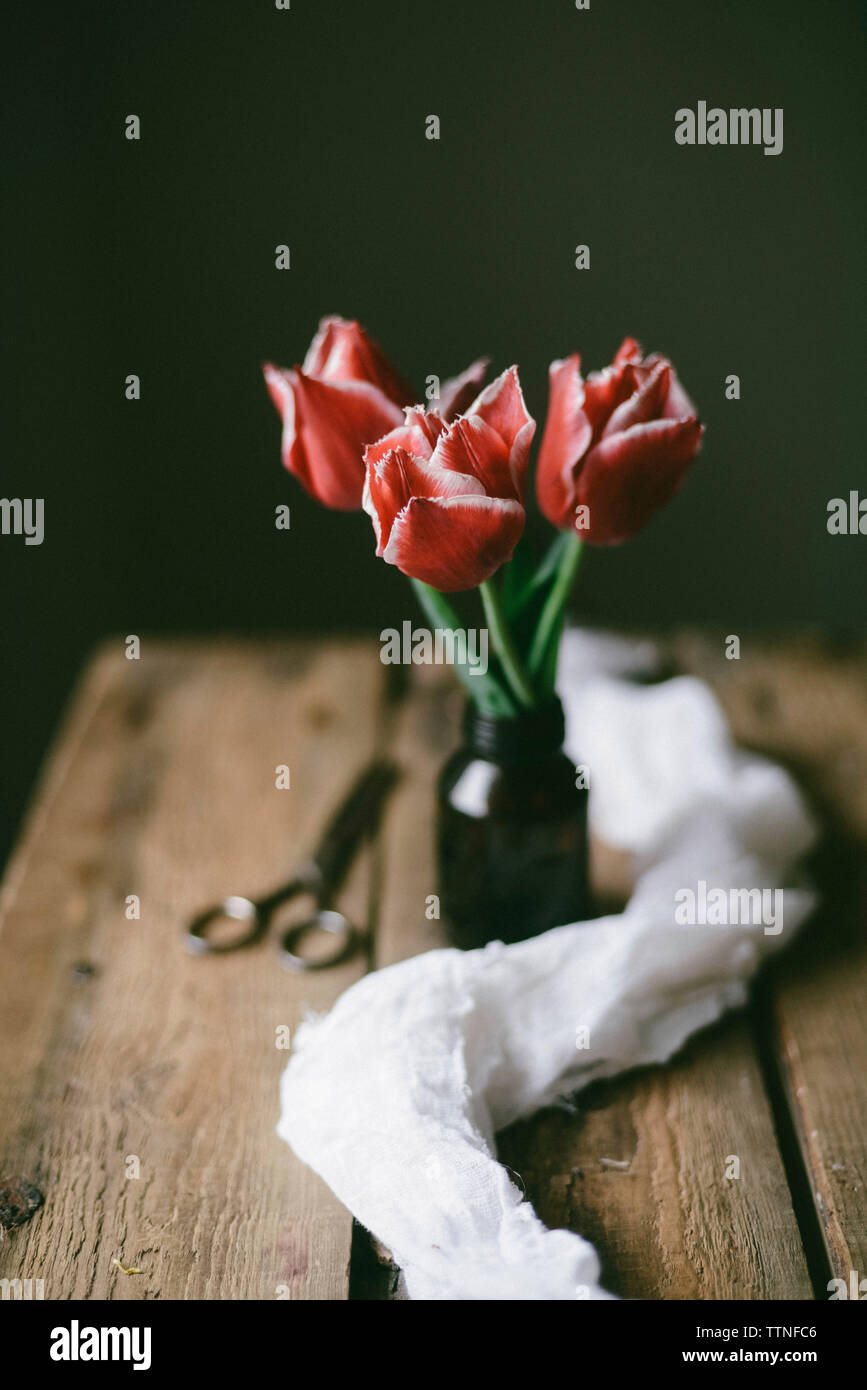 Close-up of fresh tulipes en bouteille par scissor et textile sur table en bois Banque D'Images