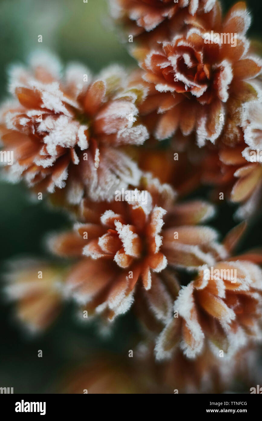Close-up of gardening congelé à l'extérieur Banque D'Images