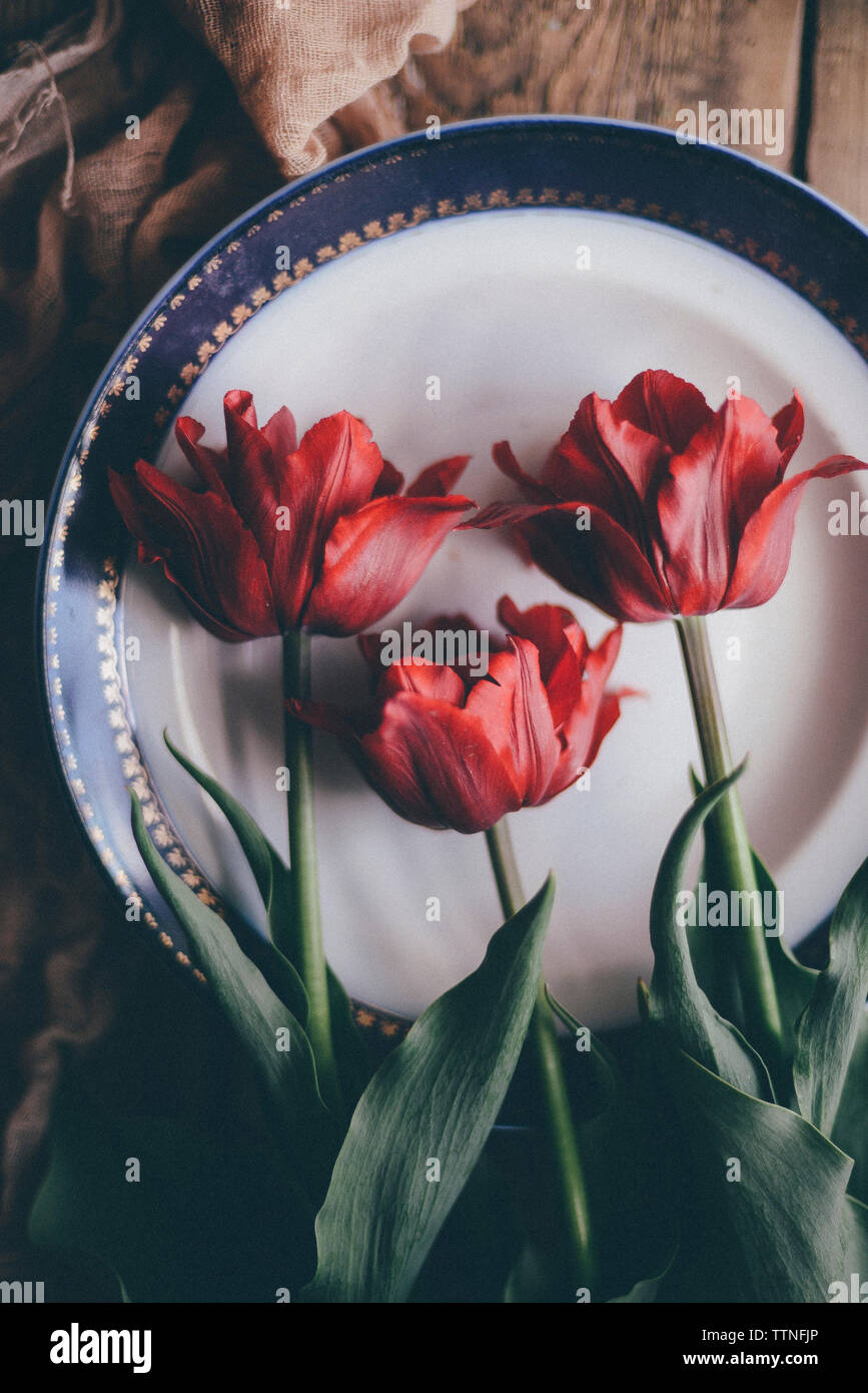 Vue aérienne de tulipes dans la plaque sur la table Banque D'Images