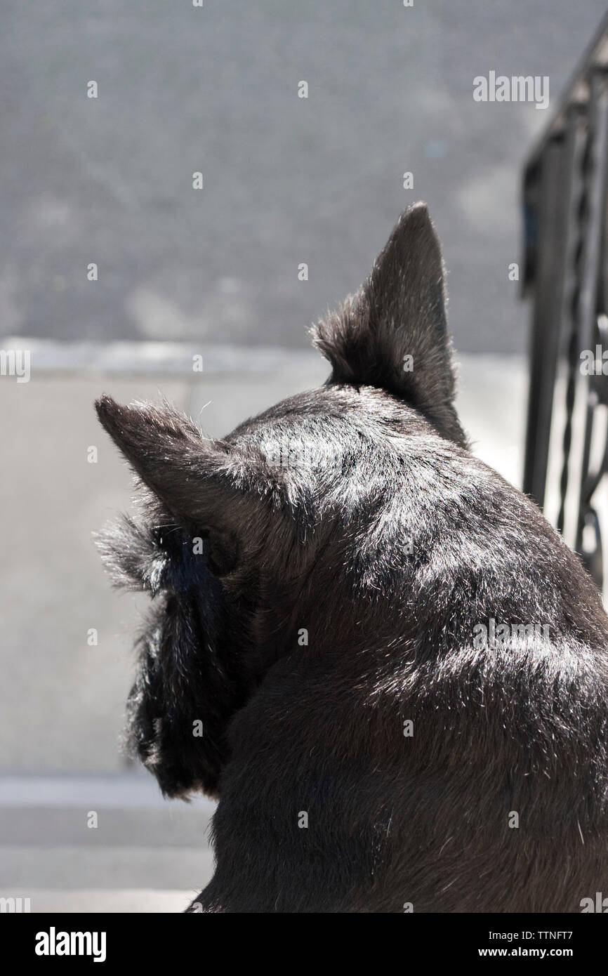 Femelle adulte black Scottish Terrier (Scottie) chien assis sur les marches à l'opposé de l'appareil photo et en voyant le quartier Banque D'Images Femelle adulte black Scottish Terrier (Scottie) chien assis sur les marches à l'opposé de l'appareil photo et en voyant le quartier Banque D'Images