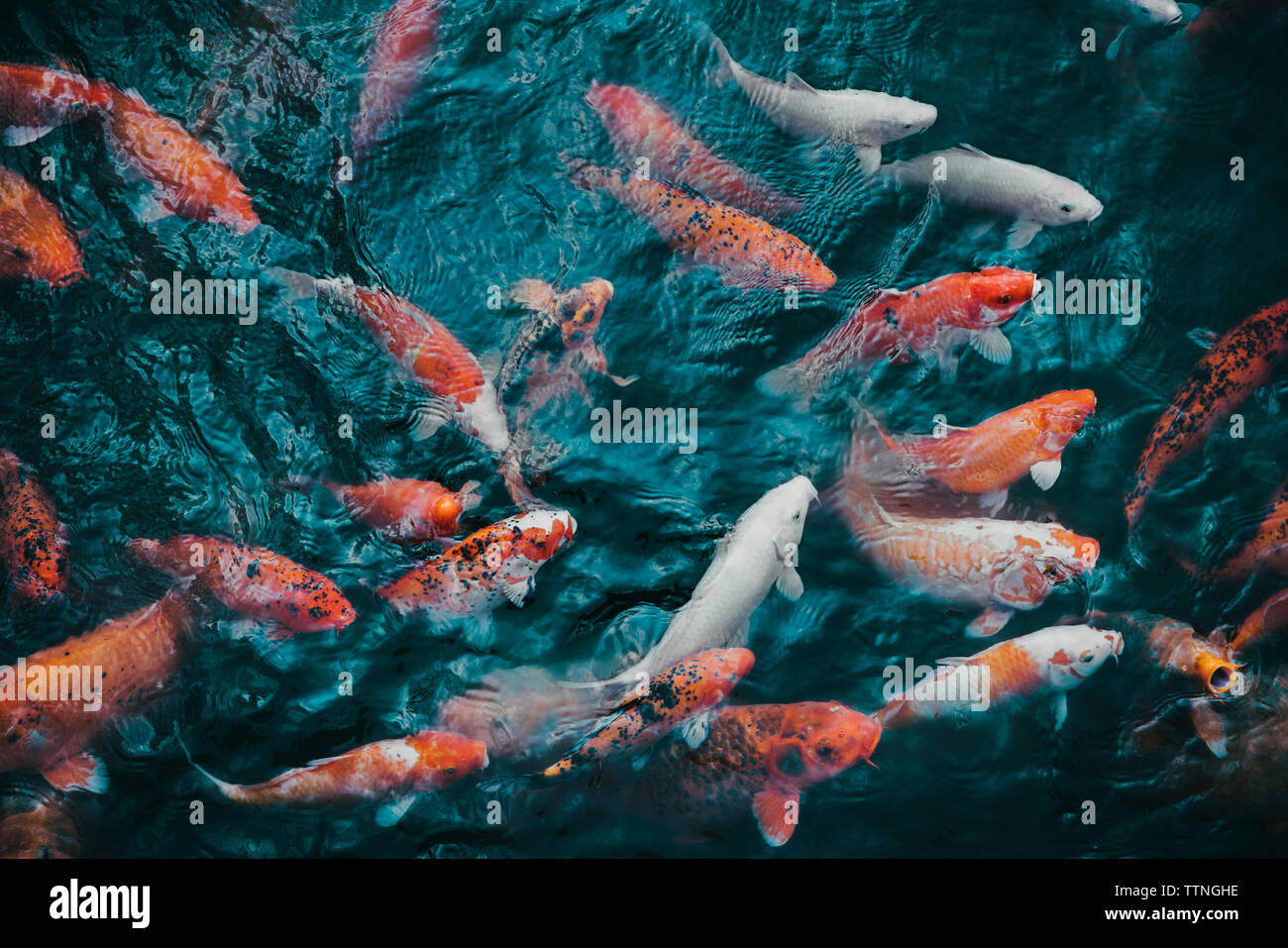 Full Frame shot de carpes koï natation dans l'étang Banque D'Images