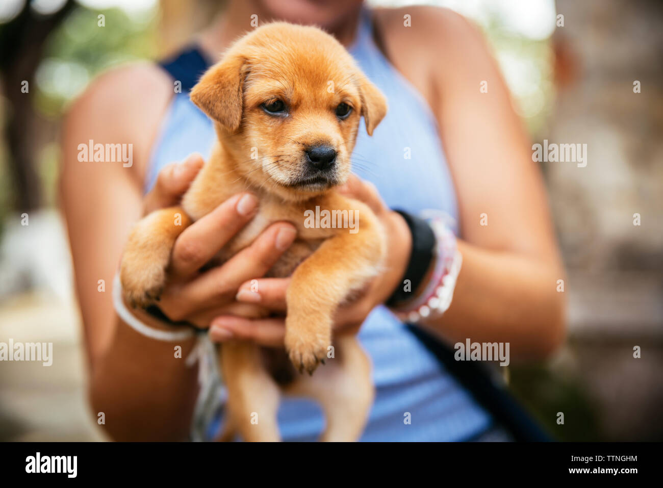 Midsection of woman holding puppy Banque D'Images