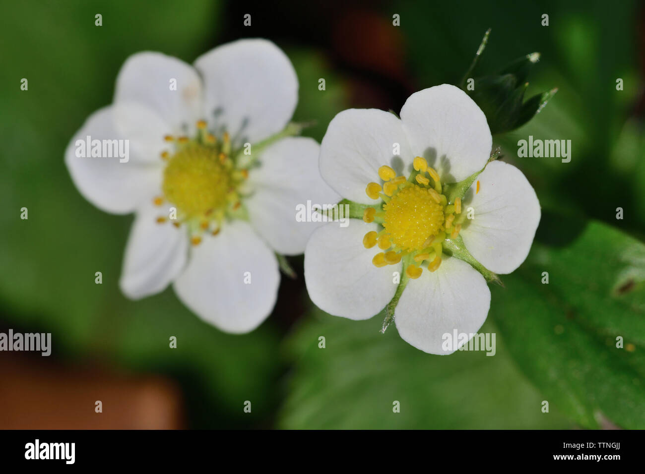 Plan Macro sur fraisier (Fragaria vesca) fleurs Banque D'Images