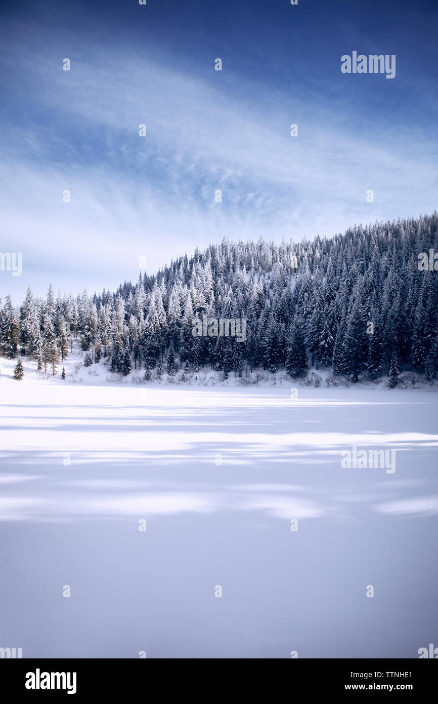 Vue sur forêt en hiver Banque D'Images