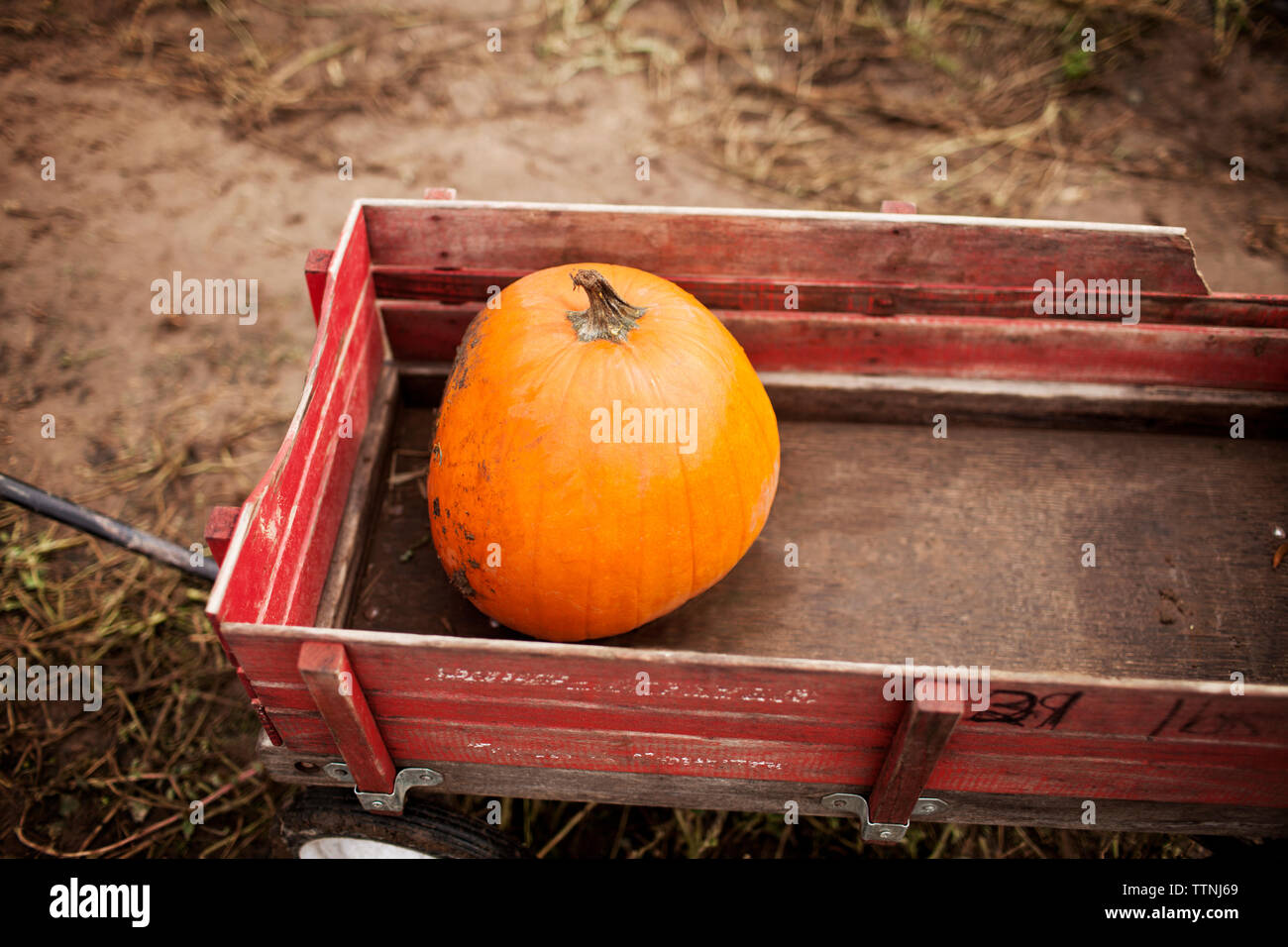 Portrait de citrouille dans un chariot sur le terrain Banque D'Images