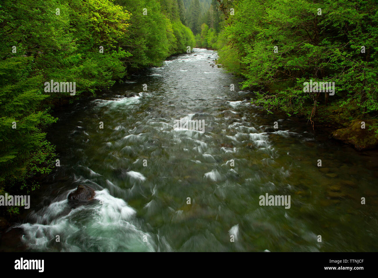 Santiam River Ouest Nord, Cascades Scenic Byway, forêt nationale de Willamette, Oregon Banque D'Images