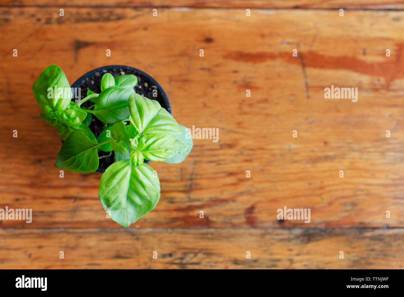 Vue de dessus de table sur des plantes de basilic Banque D'Images