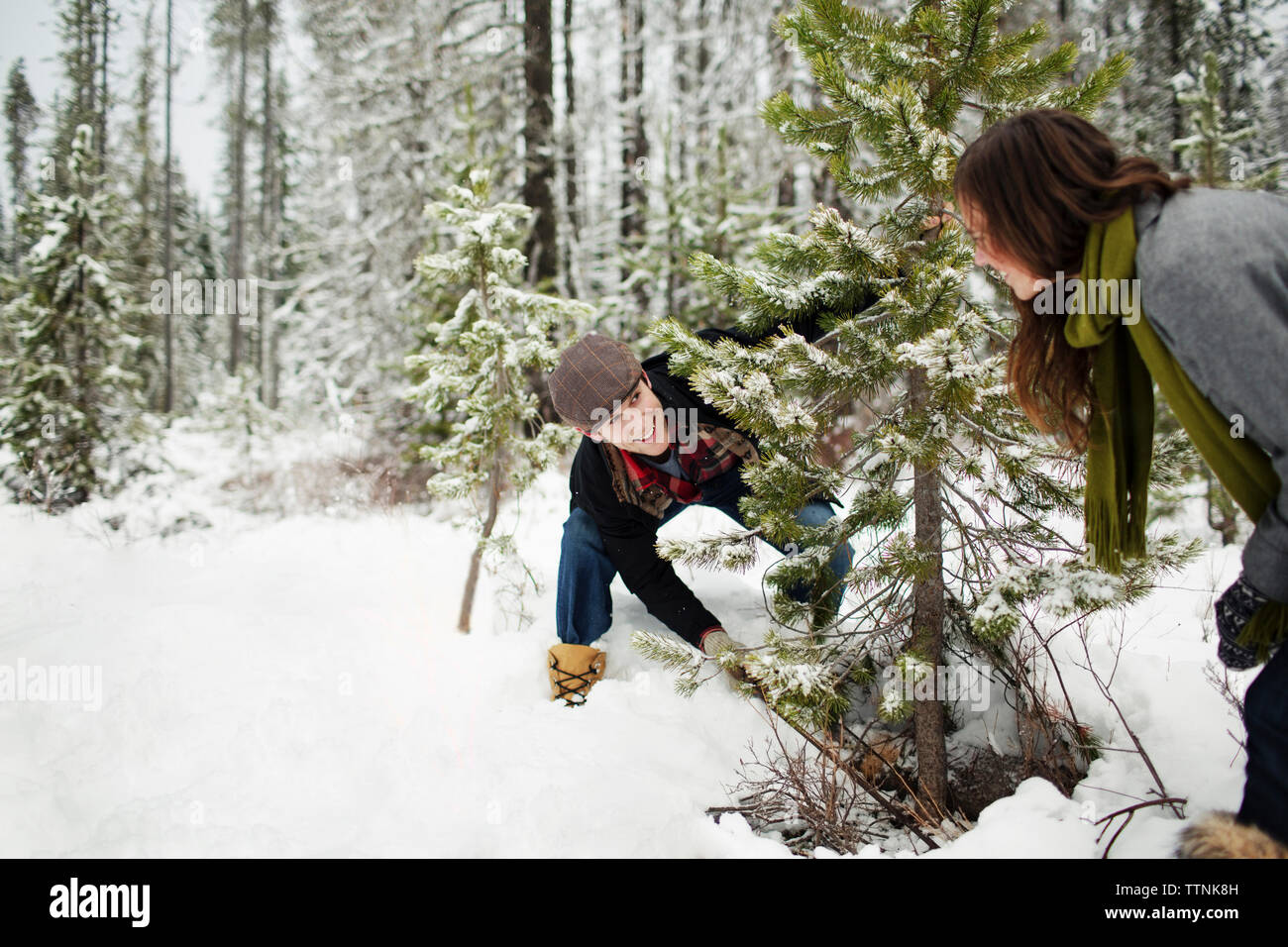 Petit ami heureux à la copine à lors de la coupe des pins dans la forêt couverte de neige Banque D'Images