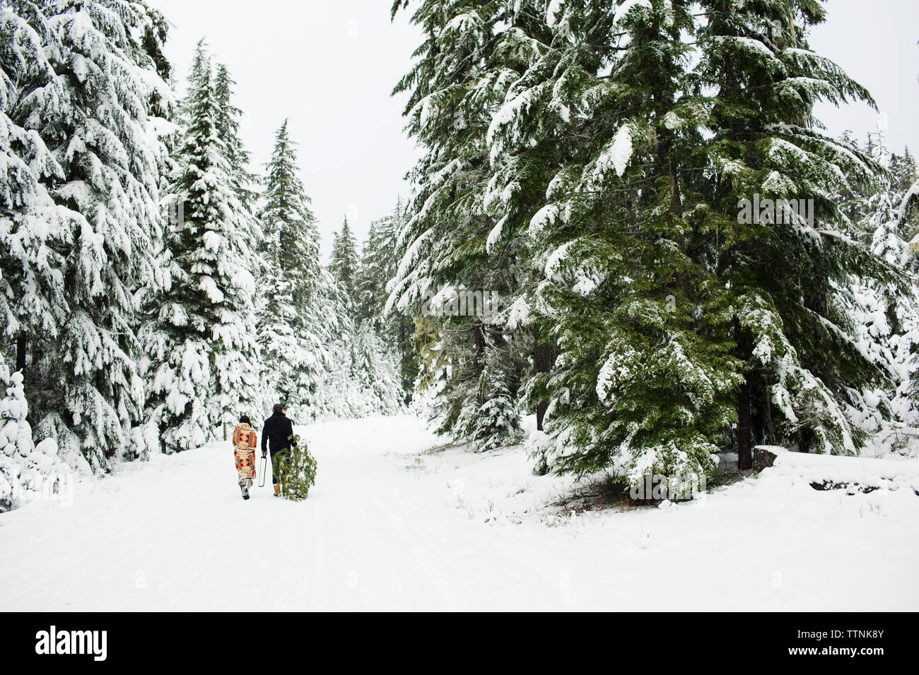 Vue arrière du couple avec pine tree marche sur terrain enneigé en forêt Banque D'Images