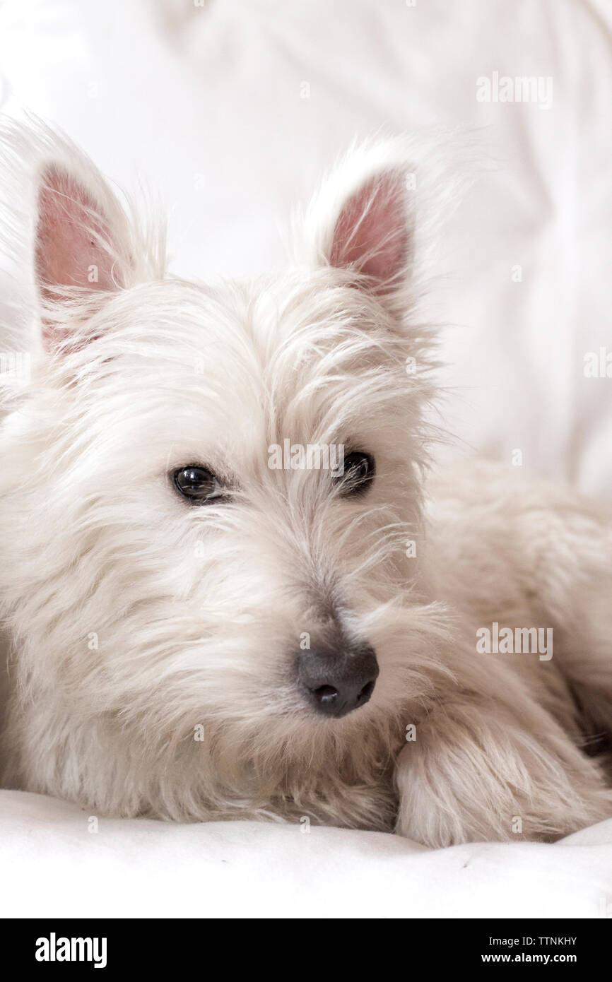 Kim 39029 chien "westi Chiot" couché blanc West Highland Terrier 1:12 NOUVEAU # 