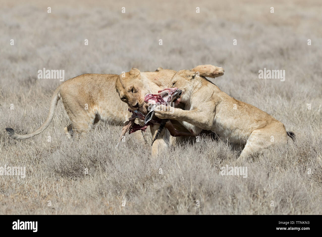 Les lions (Panthera leo) combats au reste d'un kill, Tanzanie, Ndutu Banque D'Images