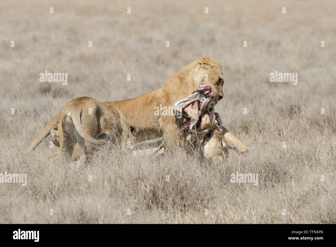 Les lions (Panthera leo) combats au reste d'un kill, Tanzanie, Ndutu Banque D'Images