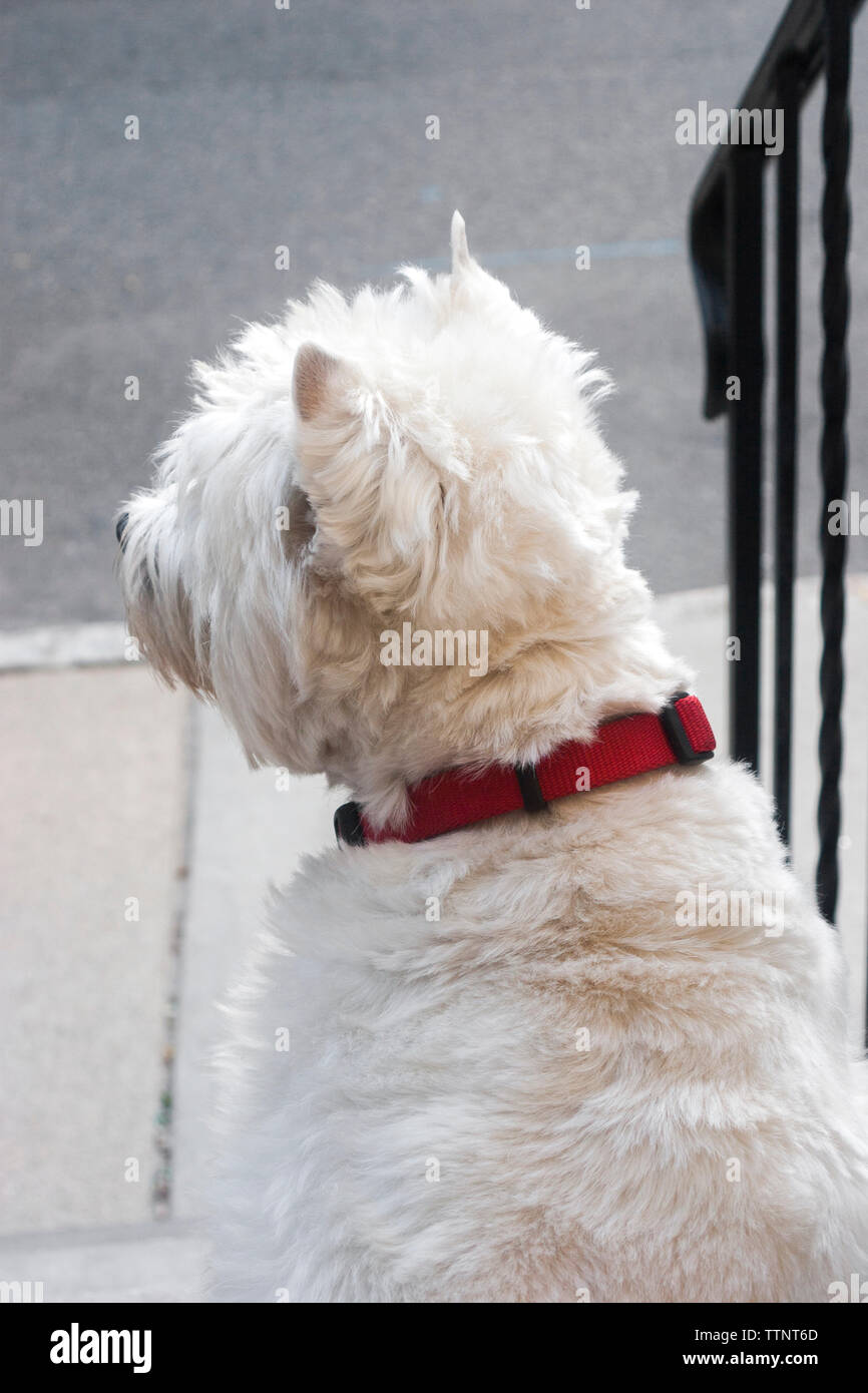 Mâle adulte West Highland White Terrier (Westie) chien assis sur les marches à l'opposé de l'appareil photo et en voyant le quartier, alerte Banque D'Images