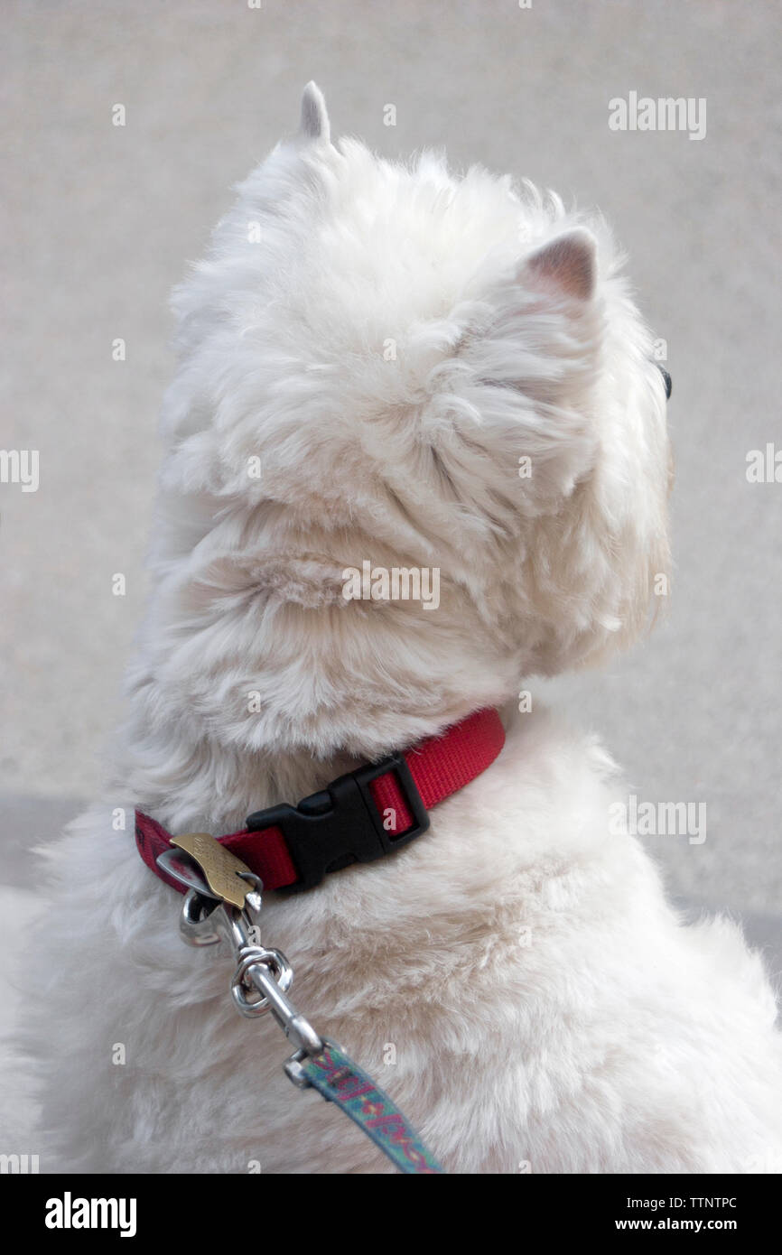 Mâle adulte West Highland White Terrier (Westie) chien assis sur les marches à l'opposé de l'appareil photo et en voyant le quartier, alerte Banque D'Images