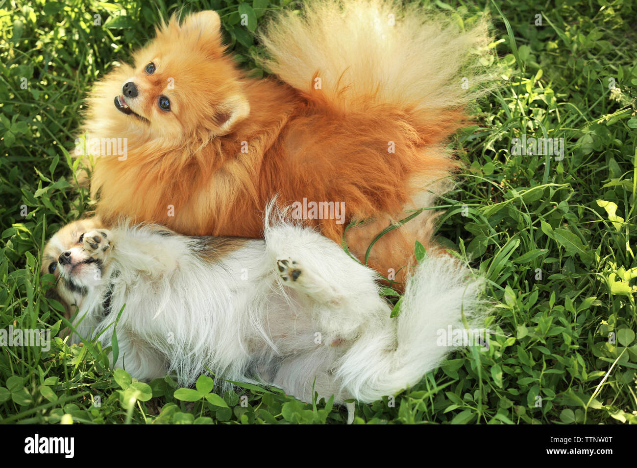 Fluffy mignon chiens on Green grass Banque D'Images