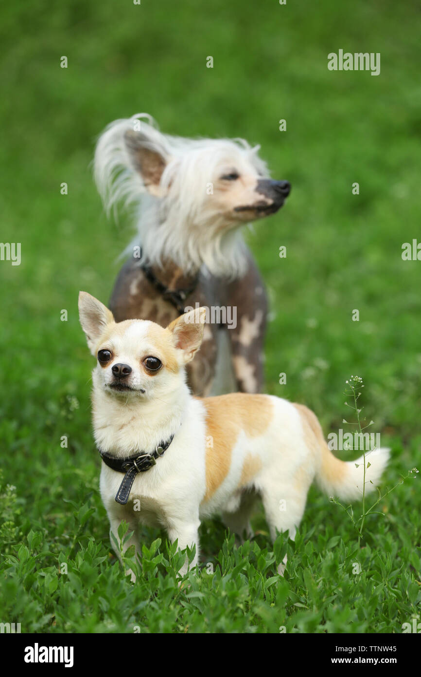 Cute chiens jouant sur l'herbe verte dans le parc Banque D'Images