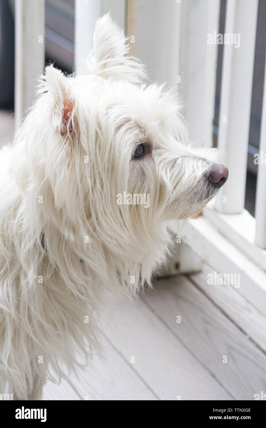 Mâle adulte West Highland White Terrier (Westie) chien assis sur le porche et vue sur le quartier. Vue de côté. Banque D'Images Mâle adulte West Highland White Terrier (Westie) chien assis sur le porche et vue sur le quartier. Vue de côté. Banque D'Images